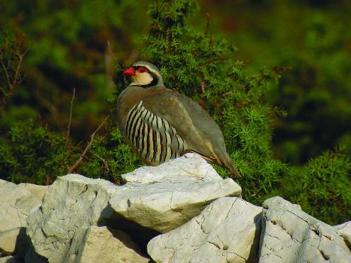 25 - Birdwatching.jpg